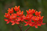 Fewflowered milkweed